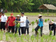 Jokowi Pinta Panen Raya Petani Pulau Buru Undang Presiden