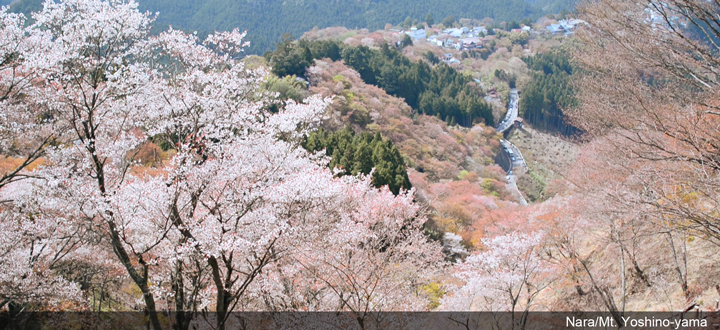Musim Bunga Sakura di Jepang sedot Wisatawan