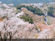 Musim Bunga Sakura di Jepang sedot Wisatawan