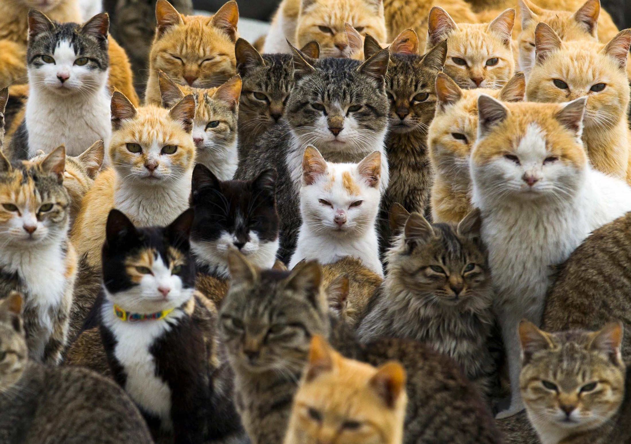 Waspada, Hobi Pelihara Kucing Memengaruhi Kecerdasan Anak
