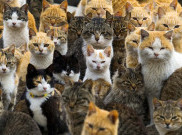 Menonton Video Kucing Bisa Kurangi Stres
