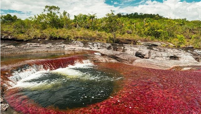 Cano Cristales Sungai Terindah di Dunia 