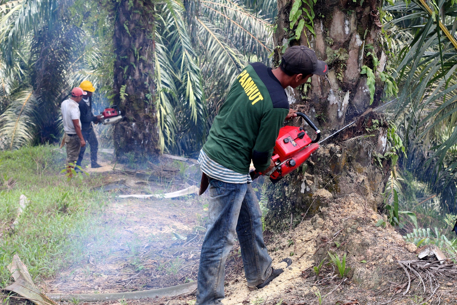 Pungutan CPO Berdampak Terhadap Kenaikan Harga Sawit 