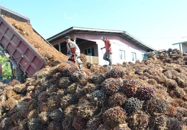 BPDP Tangkis Tudingan Perkebunan Sawit Dikuasai Asing 
