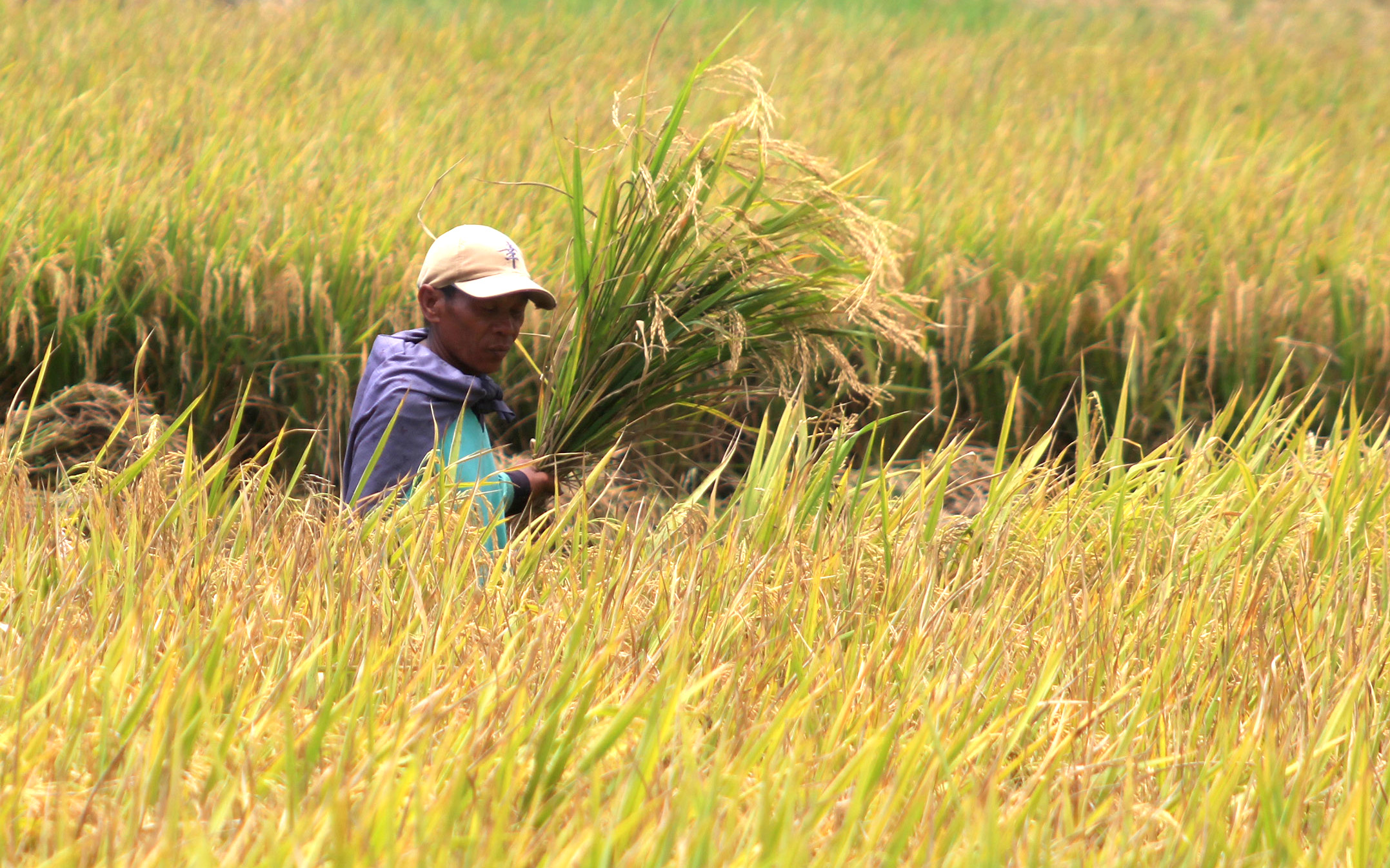Tom Lembong: Impor Beras untuk Jaga Stabilitas Harga