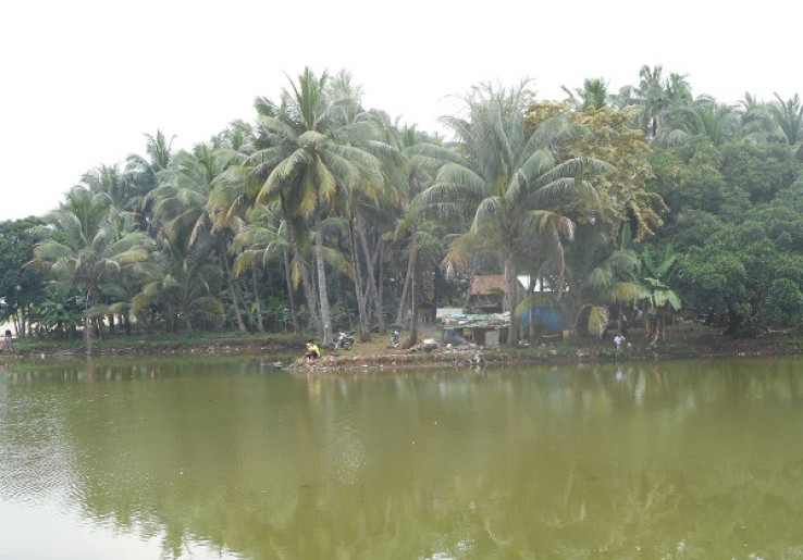Belut Putih Bermahkota di Setu Mangga Bolong