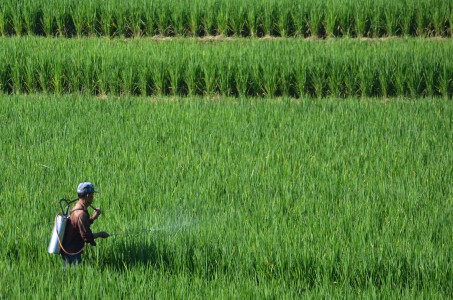 Pembangunan Mengganas, Bali Rawan Pangan