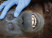 Orangutanku Sayang Orangutanku Malang