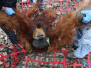 Thailand Kembalikan Belasan Ekor Orangutan ke Indonesia