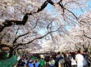 Tak Perlu Ke Jepang, di Cianjur Ada Kebun Bunga Sakura