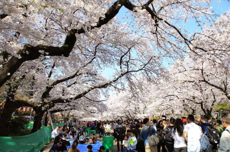 Tak Perlu Ke Jepang, di Cianjur Ada Kebun Bunga Sakura