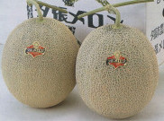 Yubari King, Melon Seharga Rp250 Juta