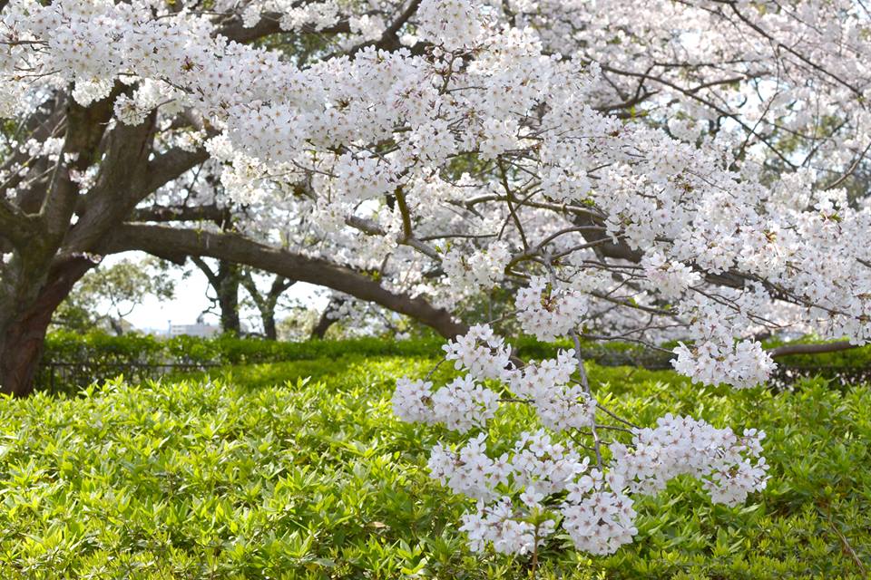 Pesona Keindahan Bunga Sakura di Pulau Sumba