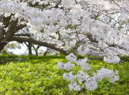 Pesona Keindahan Bunga Sakura di Pulau Sumba
