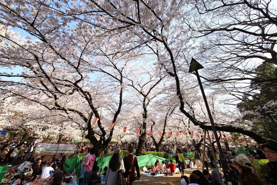Pesona Keindahan Musim Bunga Sakura