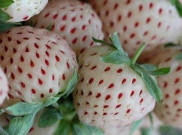 Pineberry, Stroberi Cantik Rasa Nanas