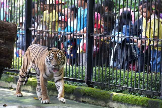 Kebun Binatang Surabaya, Rekreasi Menarik Kota Pahlawan