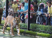 Kebun Binatang Surabaya, Rekreasi Menarik Kota Pahlawan
