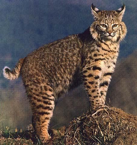 Bobcat, Kucing Pemangsa Hiu