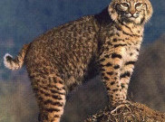 Bobcat, Kucing Pemangsa Hiu
