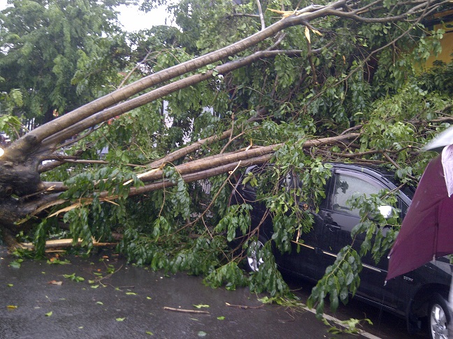 Angin Kencang di Pondok Bambu, Mobil Tertimpa Pohon