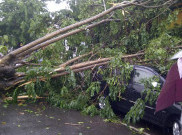 Angin Kencang di Pondok Bambu, Mobil Tertimpa Pohon