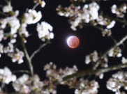 Pesona Magis Gerhana Matahari dan Bulan dari Penjuru Dunia