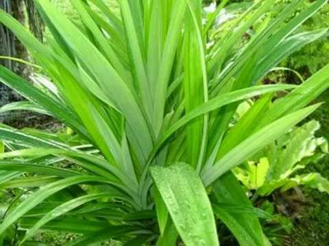 3 Manfaat Daun Pandan