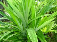 3 Manfaat Daun Pandan