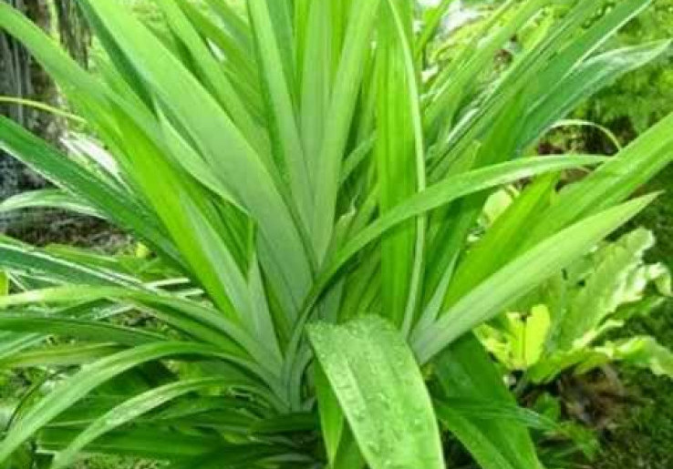 3 Manfaat Daun Pandan