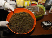 Simak 4 Negara yang Melegalkan Ganja 