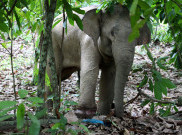 Petani Tanzania Tewas Diinjak-injak Gajah