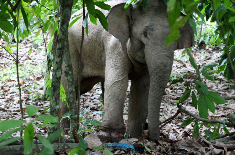 Petani Tanzania Tewas Diinjak-injak Gajah