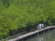 Nikmati Sensasi Wisata Alam di Hutan Mangrove Bali