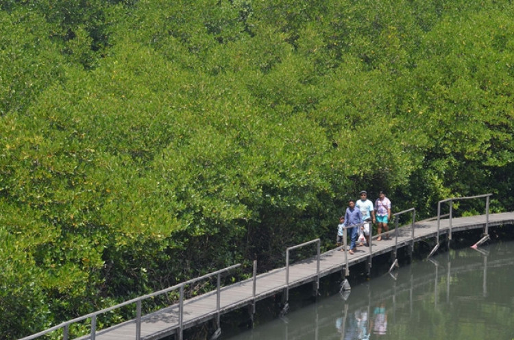 Nikmati Sensasi Wisata Alam di Hutan Mangrove Bali
