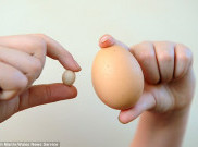 Unik, Telur Terkecil di Dunia