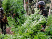 Pemusnahan Ladang Ganja