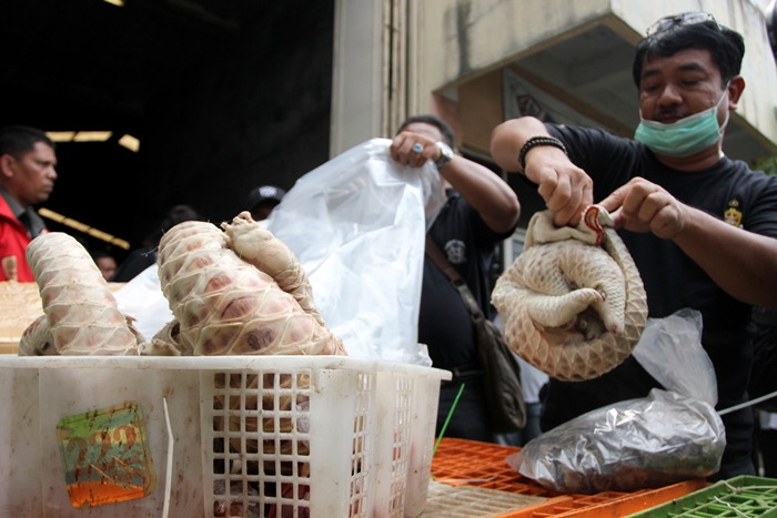 Mabes Polri Berhasil Ungkap Kasus Penyelundupan Trenggiling