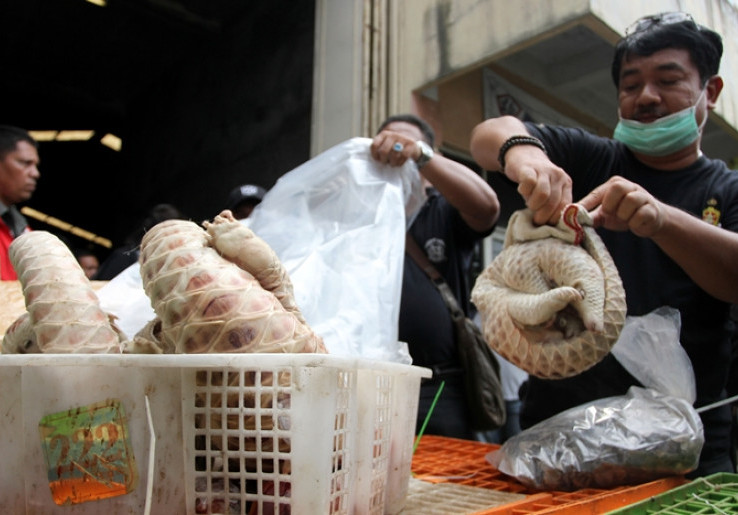 Mabes Polri Berhasil Ungkap Kasus Penyelundupan Trenggiling