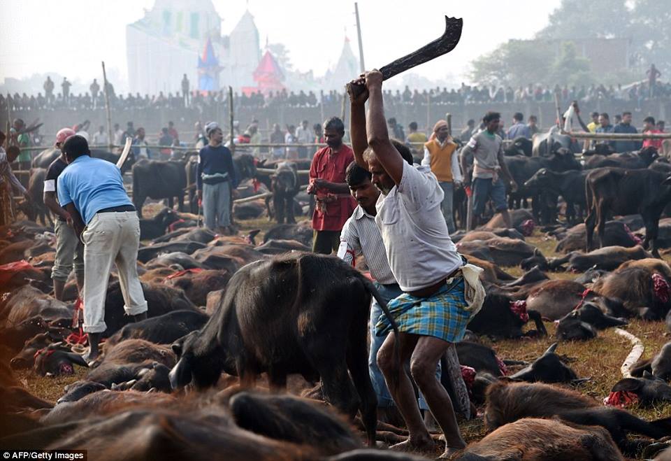 Sebulan Sebelum Gempa, Nepal Adakan Festival Pengorbanan Hewan
