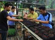 Kebun Bibit Desa IPB Pasok Kebutuhan Pangan Lokal