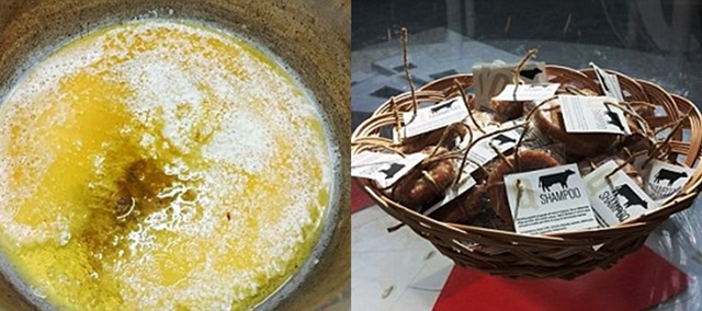 Berani Coba Sampo dari Urine Sapi?