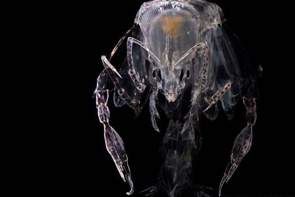 Organisme Bawah Laut Sensitif Terhadap Temperatur