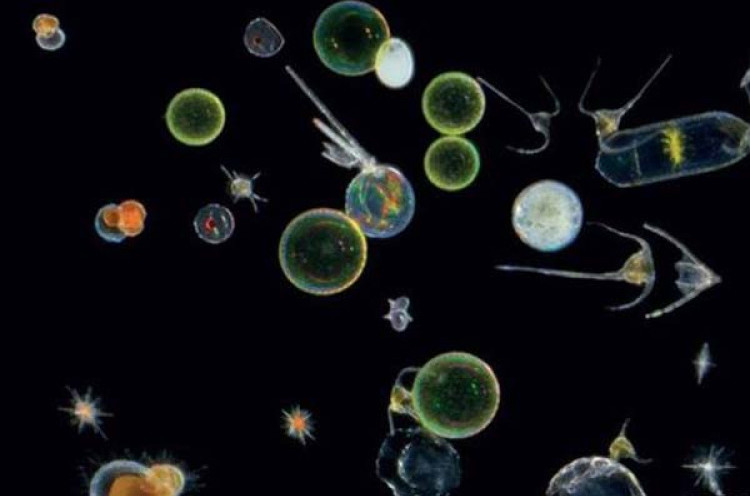 Dunia Tersembunyi Organisme Terkecil di Laut Terungkap