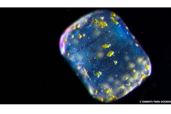 Ribuan Virus Baru Ditemukan di Lautan