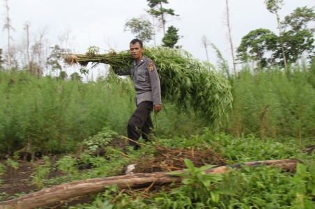 Ladang Ganja Aceh