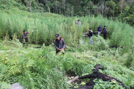Perdagangan Ganja Akan Dilegalkan di Jerman