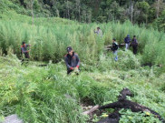 Perdagangan Ganja Akan Dilegalkan di Jerman