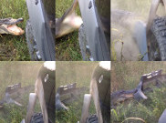 Buaya Ini Mampu Hancurkan Bumper Truk
