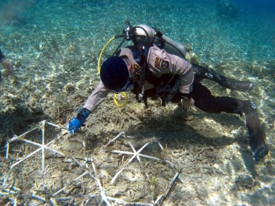 Lindungi Terumbu Karang Nusantara